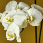 Cagliari, il Laboratorio di Ecologia Urbana dedica due appuntamenti alle orchidee spontanee