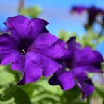 Come educare alla sostenibilità attraverso il giardinaggio