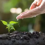 Giardinaggio come pratica ambientale: approccio consapevole e sostenibile
