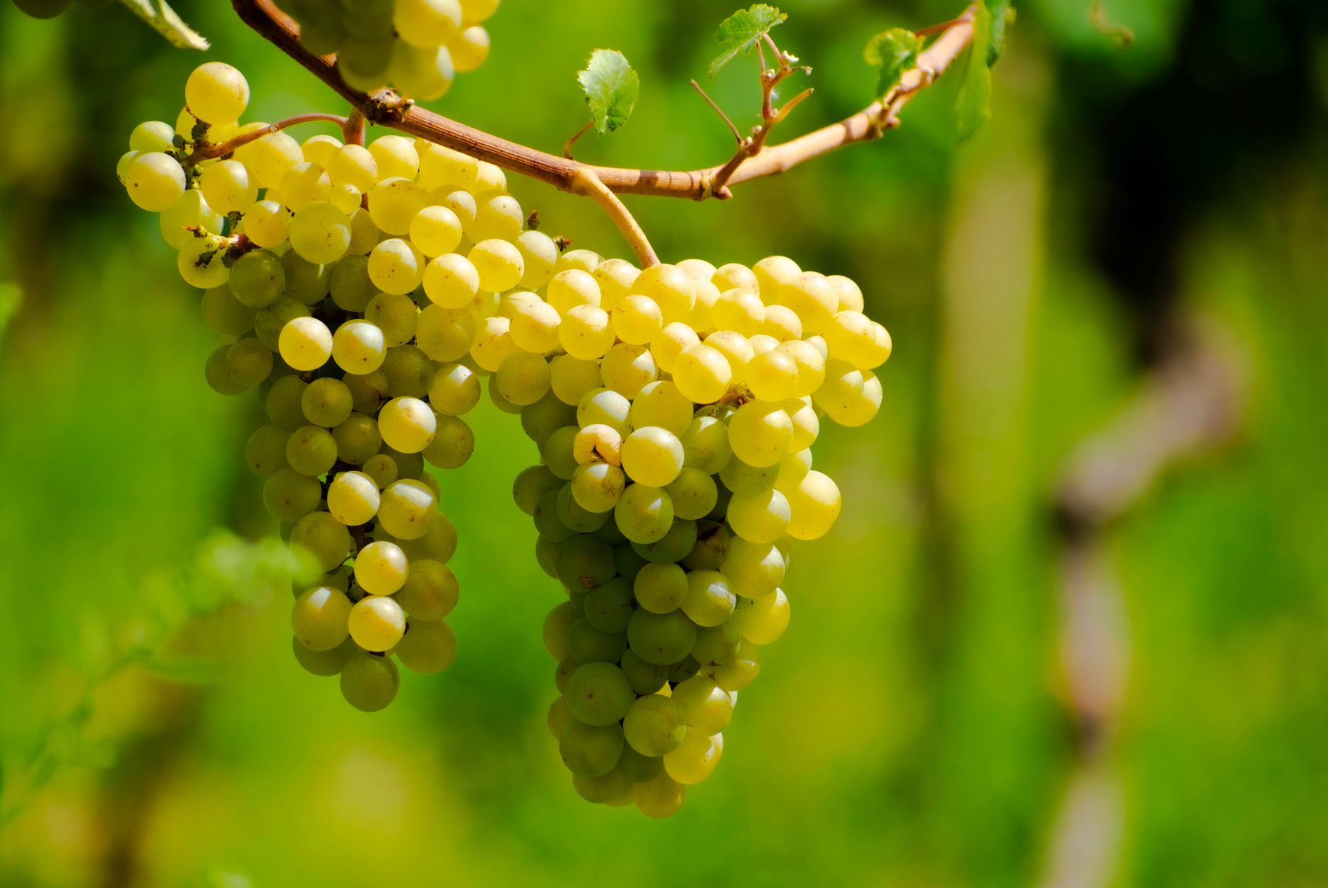 Malvasia di Cagliari DOC: il vino ambrato sardo