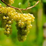 Malvasia di Cagliari DOC: il vino ambrato sardo